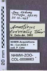 Etiketten zu Anostirus trivialis (NHMW-ZOO-COL-0008663)